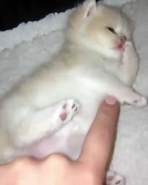 cute animals videos - cutest cat
