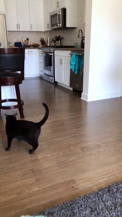 Formerly Feral Kitty Shows His Jumping Skills