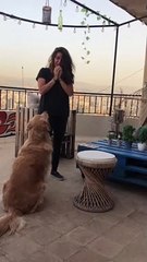 Dog Demonstrates How Not to Console Your Owner