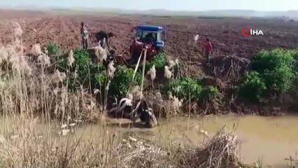 Tahliye kanalına düşen inek traktörle böyle çıkartıldı