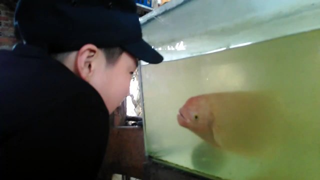 Quand ton poisson imite les grimaces que tu lui fais