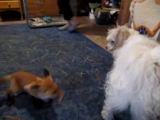 Ce bébé renard est tellement content de voir son ami le chien