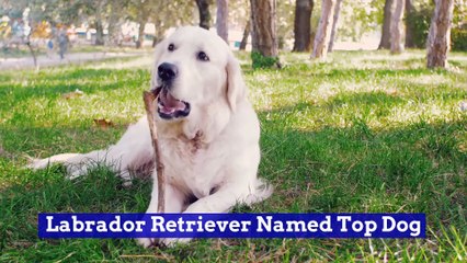 Labrador Retriever Named Top Dog