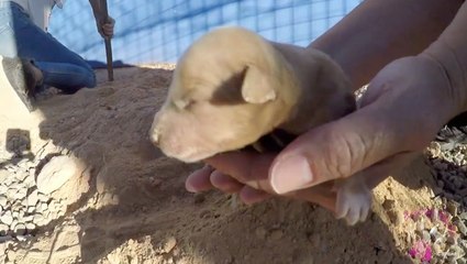 Momma Mia And Her Puppies Get Rescued