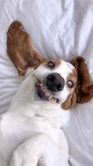Adorkable Basset Hound Makes Silly Faces