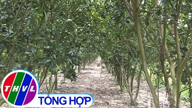 THVL | Nông nghiệp bền vững: Dịch hại trong đất vườn - Cần giải pháp căn cơ