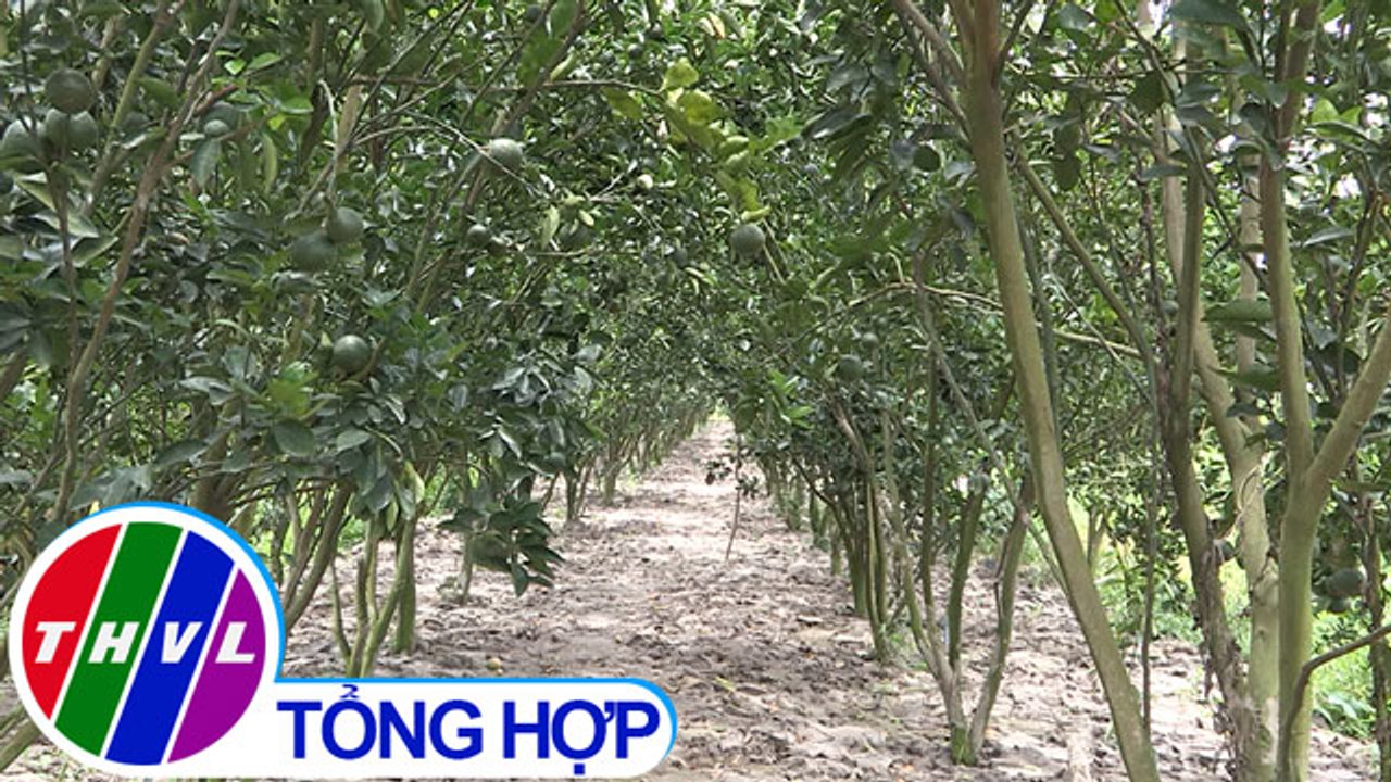 THVL | Nông nghiệp bền vững: Dịch hại trong đất vườn - Cần giải pháp căn cơ