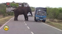 The wounded elephant treated by wildlife officers !