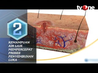 Fakta Unik Air Liur