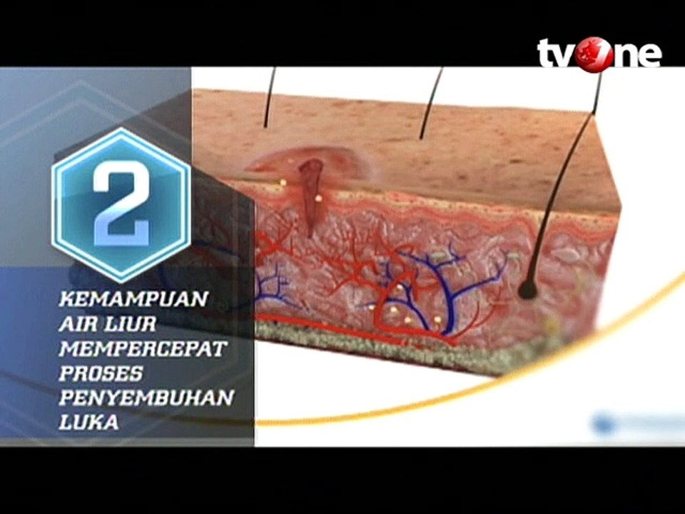Fakta Unik Air Liur