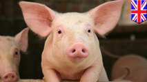 ヴィーガンが養豚場に押し入り抗議 子豚２匹がショック死- トモニュース