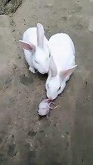 Rabbit eating