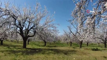 Malatya ‘Beyaz Gelinliğini’ giydi