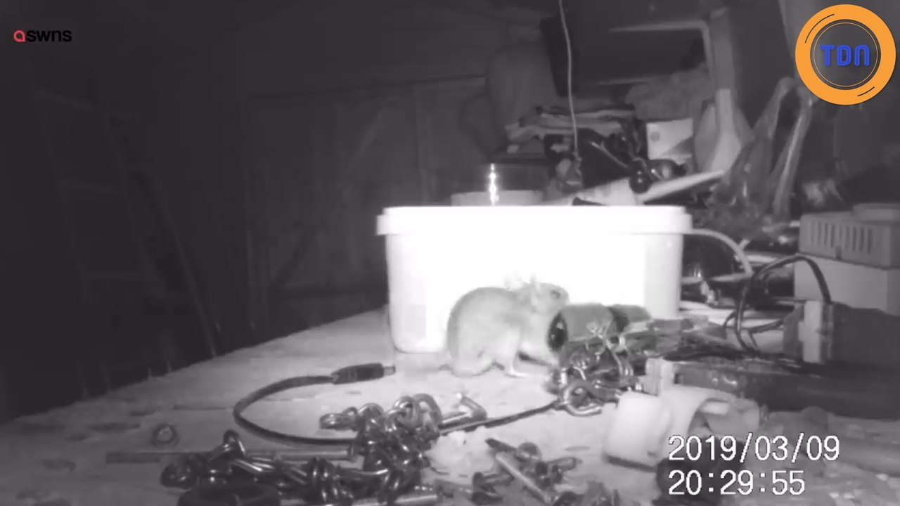 Il met une caméra pour découvrir qui range ses outils pendant la nuit et va être surpris !