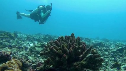 Sans frontières - Une expédition médiatique sous-marine