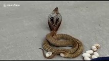 Pregnant cobra lays eggs on busy road in southern India