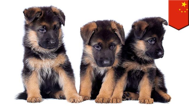 China clones its best police dog
