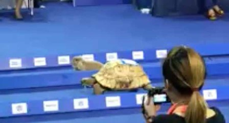 Ils organisent une course entre un lièvre et une tortue dans un salon animalier