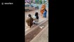 Adorable moment duck joins Buddhist monk on his morning walk