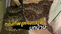 งูหางกระดิ่ง 45 ตัว นอนลั้ลลาใต้พื้นบ้าน