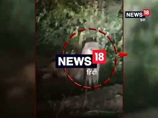 VIDEO : पैंथर ने किया बछड़े का शिकार, क्षेत्र के लोग दहशत में