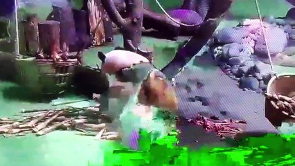 Funny Panda cute eat bamboo大熊猫