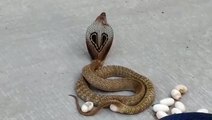 Pregnant cobra lays eggs on busy road in southern India