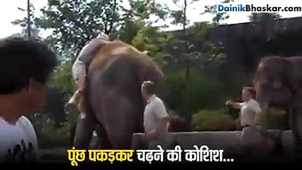 हाथी के ऊपर ऐसे कौन चढ़ता है भाई?