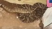 Snake catcher removes 45 rattlesnakes from under house