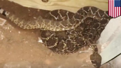 Snake catcher removes 45 rattlesnakes from under house