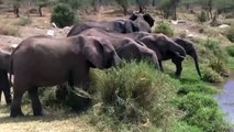 Help Mother Elephant Giving Birth In The wild _“ Fight Powerful Lion vs Elephants