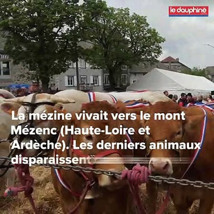 En moins d'une minute : ces vaches qui ont disparu ou qui ont failli l'être