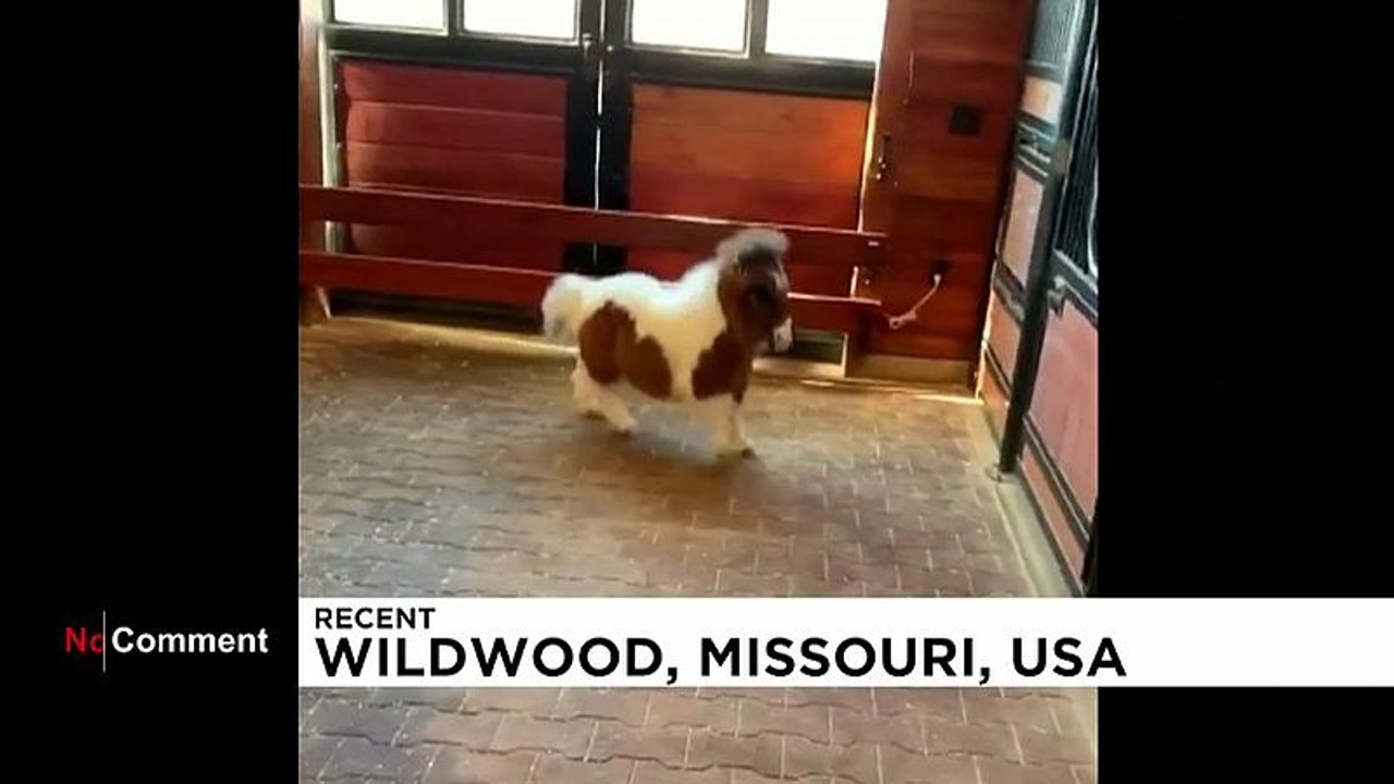 Dieses Mini-Pony ist so fröhlich, dass es ansteckend ist