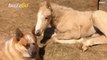 Dog Daddy! Dog Takes Care Of Orphaned Infant Horse
