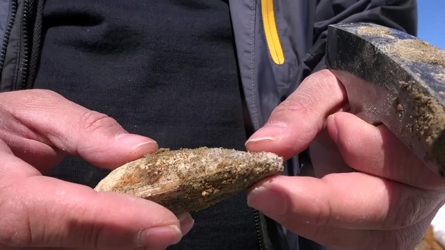 Muş'ta 11 milyon yıllık fosiller bulundu