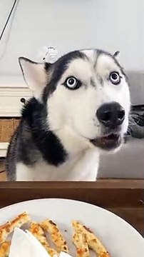 Cet adorable husky essaye désespérément de convaincre son propriétaire de lui donner de la pizza