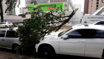 Galho atinge Mercedes e Gol no Centro de Cascavel