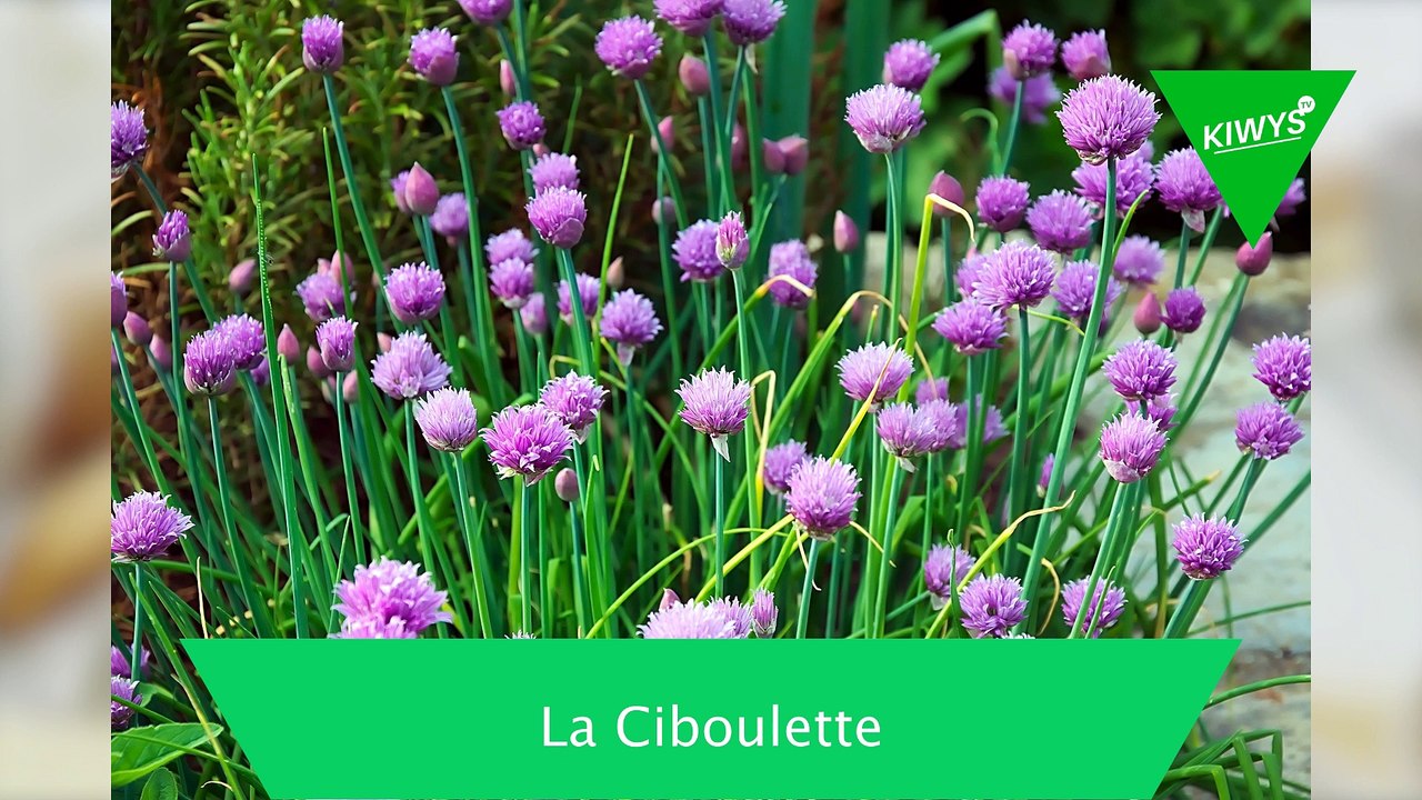 Ciboulette, basilic, persil... TOUT savoir sur les HERBES AROMATIQUES !