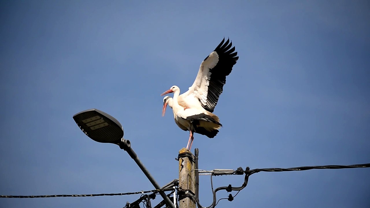 De nouvelles cigognes bâtissent leur nid à Imling