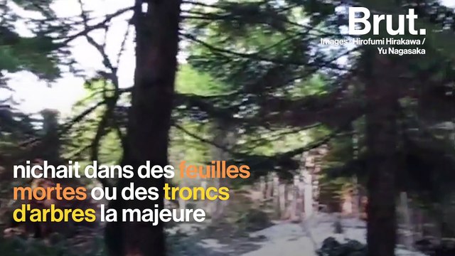 Cette chauve-souris hiberne dans la neige