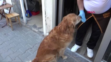 Balıkesir Söylenen Sayı Kadar Havlayıp, Yiyeceği Alıyor