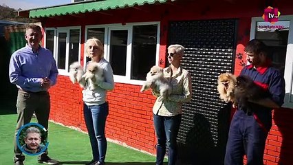 Pomeranian Irkının Renkleri Nelerdir?