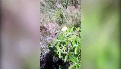 Vídeo mostra situação de aeronave que caiu