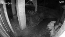 Witch on the prowl? 'Ghost' black cat spotted vanishing on Nest Cam