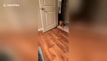 Kitten tries to play with golden retriever but can't quite reach her