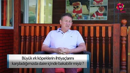 Büyük Irk Köpeklerin İhtiyaçlarını Karşıladığımızda Daire İçinde Bakabilir miyiz?