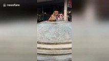 Clever dog cools off in water fountain on hot day