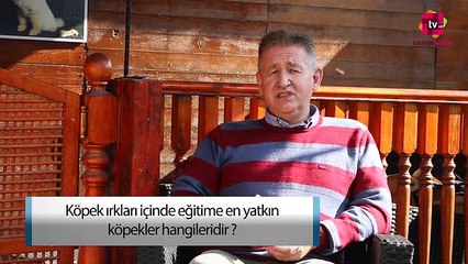 Köpek Irkları İçinde Eğitime En Yatkın Köpekler Hangileridir?