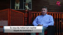 Ev veya Dış Mekan İçin Nasıl Bir Köpek Irkı Önerirsiniz?