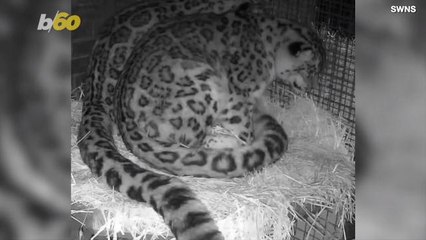 These Snow Leopards Are Total Couple Goals